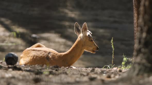Young Deer Rests And Eats On A Nature alt