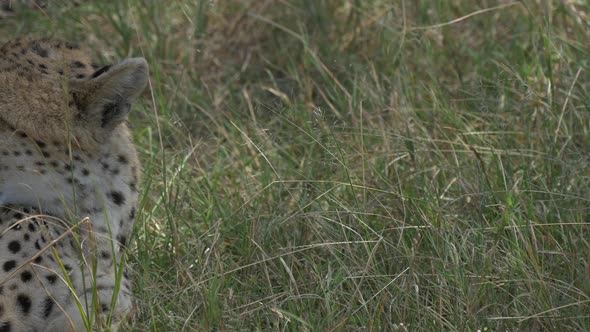 Close up of a resting cheetah alt