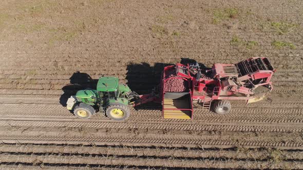 Harvesting Potatoes in Field alt