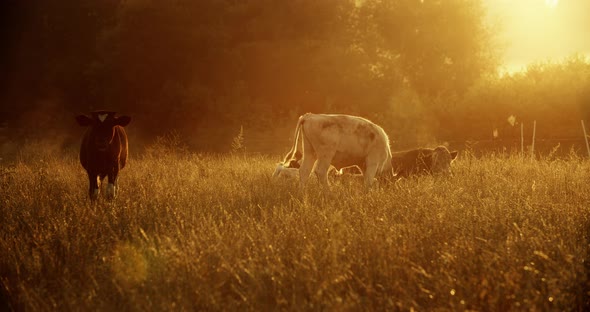 A herd of cows grazes in the meadow, morning fog and beautiful sunlight.