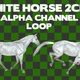 White Horse 2Clip Alpha Loop - VideoHive Item for Sale