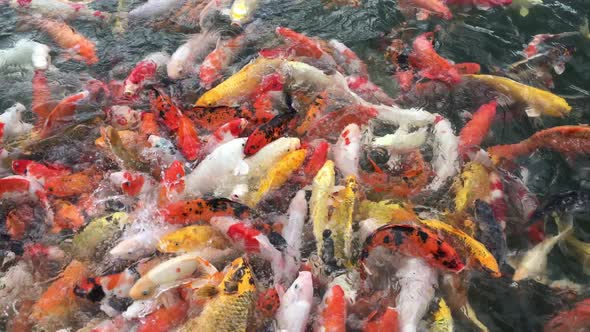 koi fish in pond alt