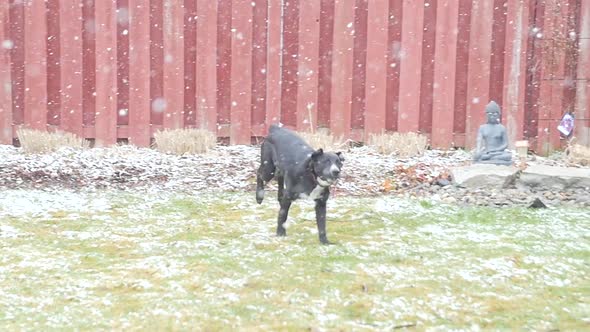 Young Dog Outside Running Across Grass As Big Snow Flakes Fall