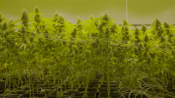 dolly out of large cannabis plants growing in a nursery. Filmed at 100fps alt