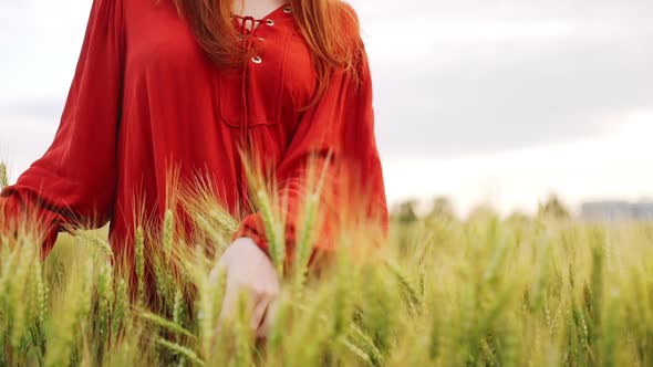 Close Up of Woman Hands Redhead Girl in Red Dress Gently Touching Wheat Ears Romantic Walk Along