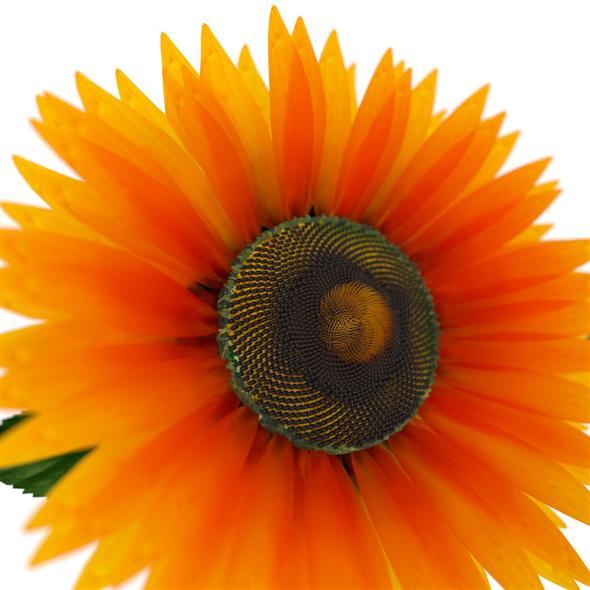 Sunflower - 3Docean 7476278
