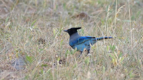 Stellar Jay Pecking in the Grass and Eating Seeds in Central Arizona alt