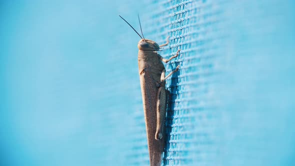 Grasshopper Crawls on the Blue Surface alt