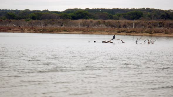 Single Little Pied Cormorant perched on a branch in the middle of a fast flowing creek. alt
