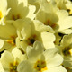 Primrose - VideoHive Item for Sale