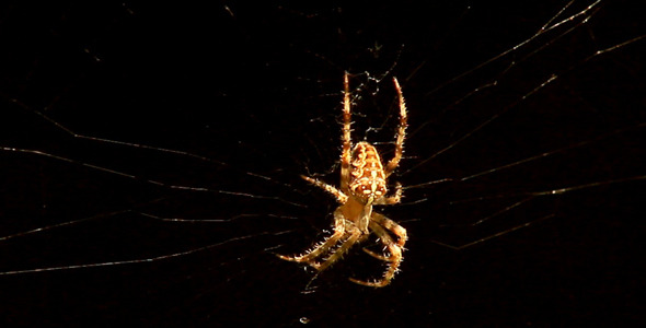 Spider On Web alt