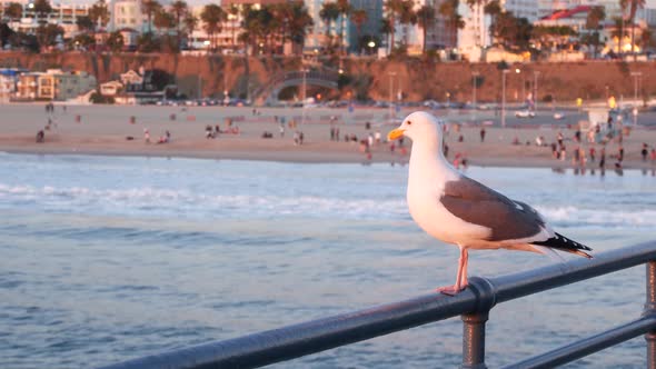 California Summertime Beach Aesthetic, Pink Sunset. Cute Funny Sea Gull on Pier Railing. Ocean Waves alt