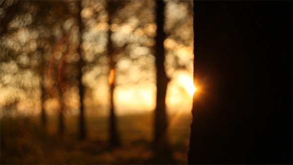 Forest in The Sunset 1