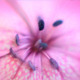 Macro Flower - VideoHive Item for Sale