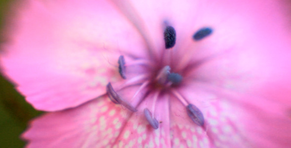 Macro Flower