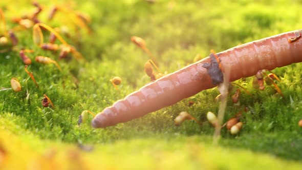 An Earthworm Is a Terrestrial Invertebrate That Belongs To the Class Clitellata alt