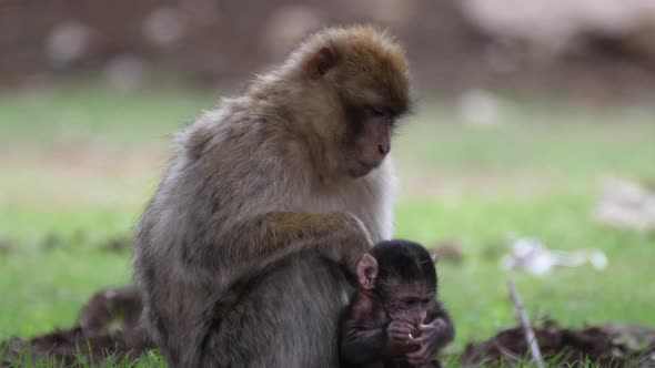 Barbary ape baby jumps on his mom  alt