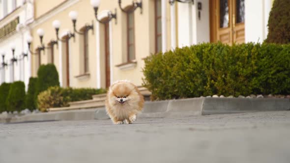 Cute Fluffy Puppy Runs in Slow Motion