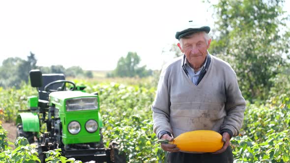Senior Farmer Holding a Pumpkin in His Hands on a Background of Green Mini Tractor alt