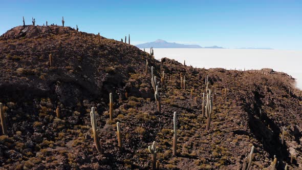 Big Cactus on Incahuasi Island Salt Flat Salar De Uyuni Altiplano Bolivia alt