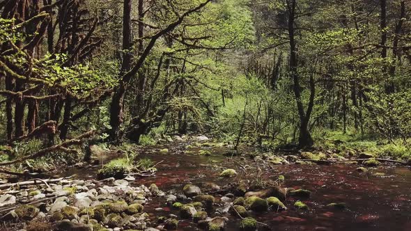 River in Rainforest of Georgia