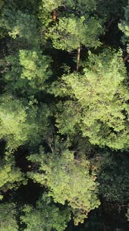 Aerial View of Trees in the Forest alt