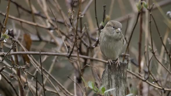 House Sparrow Bird Perched Fence Bush Rain Shaking Slow Motion Copy Space Weather Nature Animal Wild