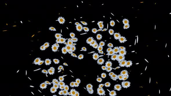 Daisy Explosion 4K alt