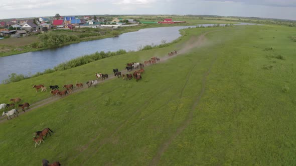 A Herd of Horses Gallops Through a Green Meadow Along the River