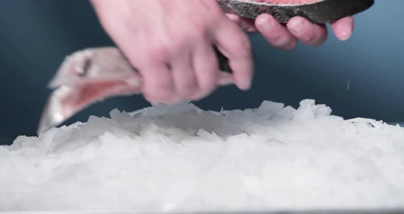 Hand Replacing Slice Of Fresh Salmon Fish On Ice. close up alt