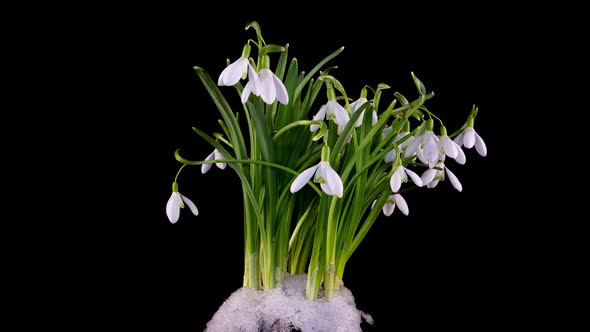Timelapse of Snowdrop Flowers Opening and Melting Snow on a Black Background Closeup alt