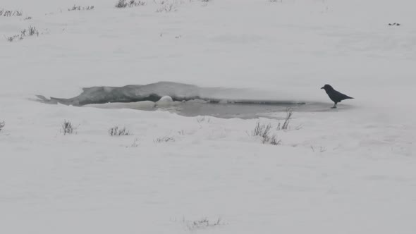 high frame rate shot of an otter watching a raven at yellowstone alt