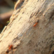 Runing Ants - VideoHive Item for Sale