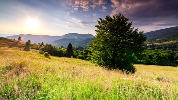 Wonderful Forest and Grassy Meadow at Sunset