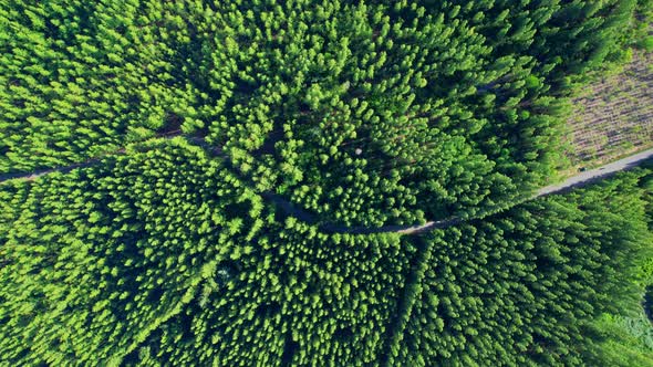 Beautiful tropical pine forest. 4K alt