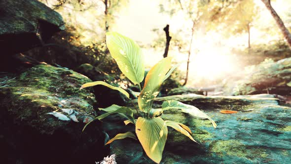 Foggy Spring Morning in the Leafy Woods Highlighted By the Sun Rays alt