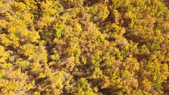 Autumn Nature Trees From Above
