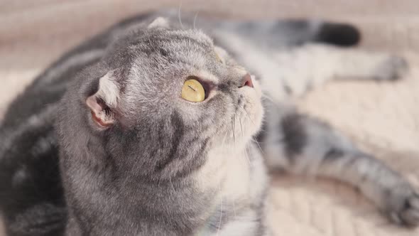 The gray scottish fold cat gray in a black strip with yellow eyes lies on a bed.