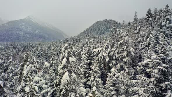 Beautiful Snow Scene Forest in Winter alt