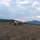 A Herd Of Horses Shot With A Drone In The Wild 16 - VideoHive Item for Sale
