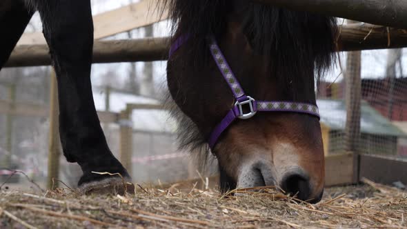 Black Horse Feeding Hay Outdoor During Winter Low Angle Close Up