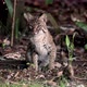 A Bobcat in Southern Florida - VideoHive Item for Sale