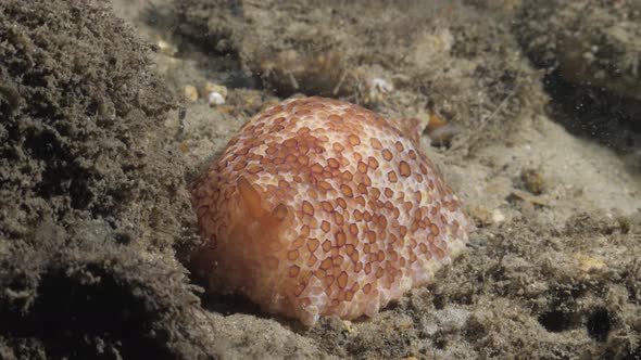 Stunning featured soft body Nudibranch contrasted against a dull reef structure . Underwater view alt