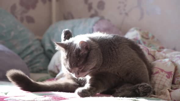 The Grey Cat is Licking Himself