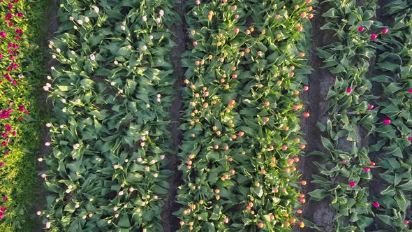 Aerial drone view of tulip flowers fields growing in rows of crops alt