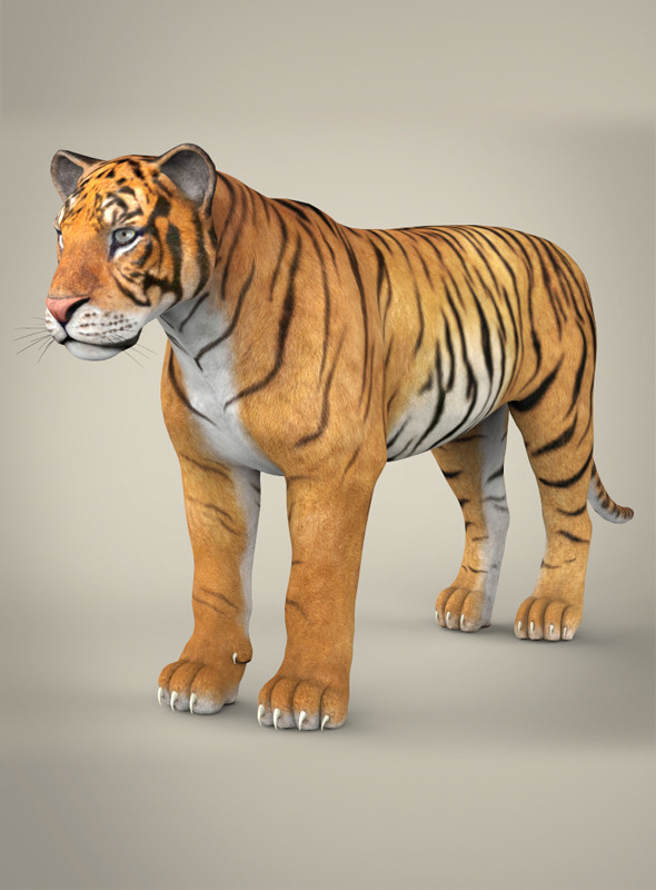 Realistic Bengal Tiger - 3Docean 7506553