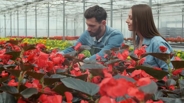 Woman Buying Flowers in a Sunlit Garden Shop. . Young Woman Shopping for Decorative Plants on a