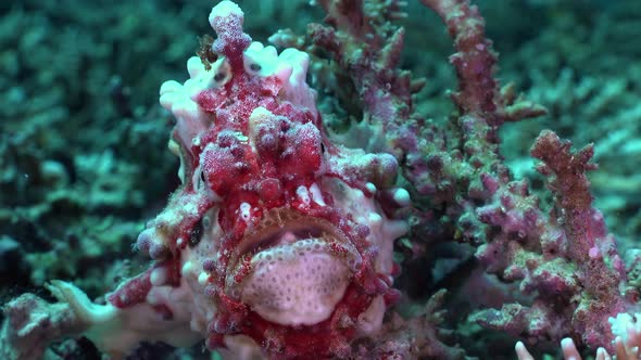 Red and white warty Frogfish (Antennarius maculatus) filmed close up from front on coral reef alt