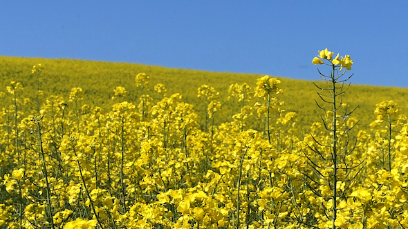 Summer Flowers 1, Stock Footage 