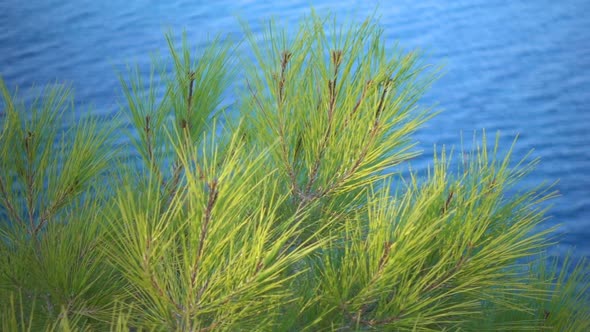 Pine Cone Leaves And Sea